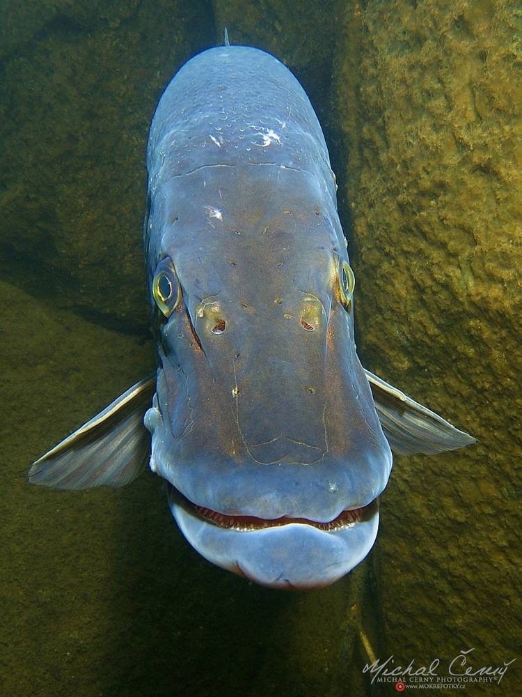 štika obecná - Esox lucius