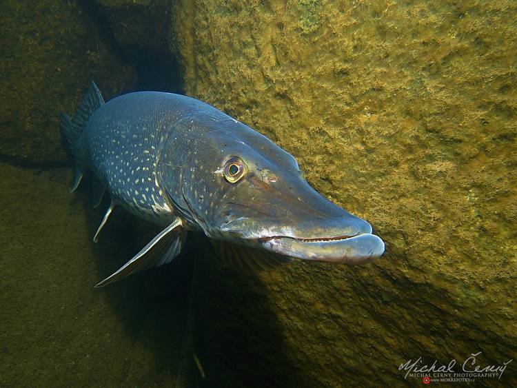 štika obecná - Esox lucius