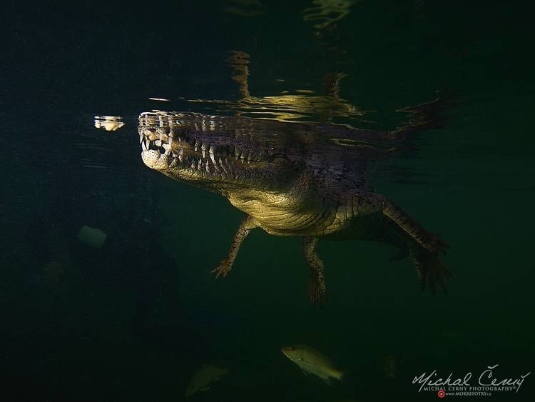 krokodýl americký - Crocodylus acutus