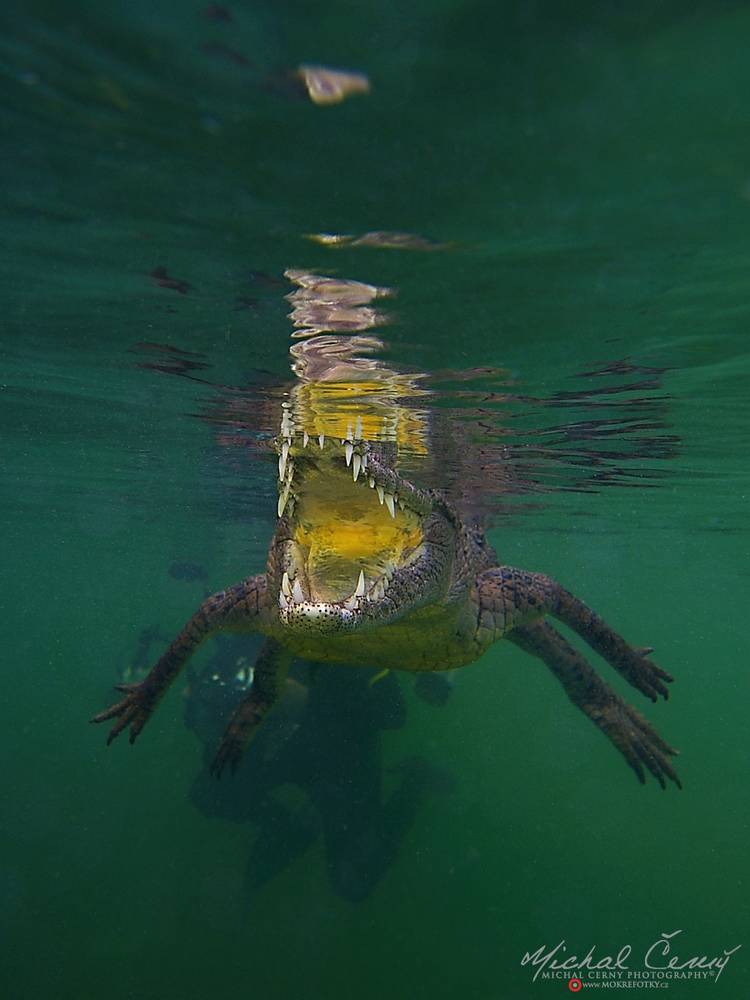 krokodýl americký - Crocodylus acutus