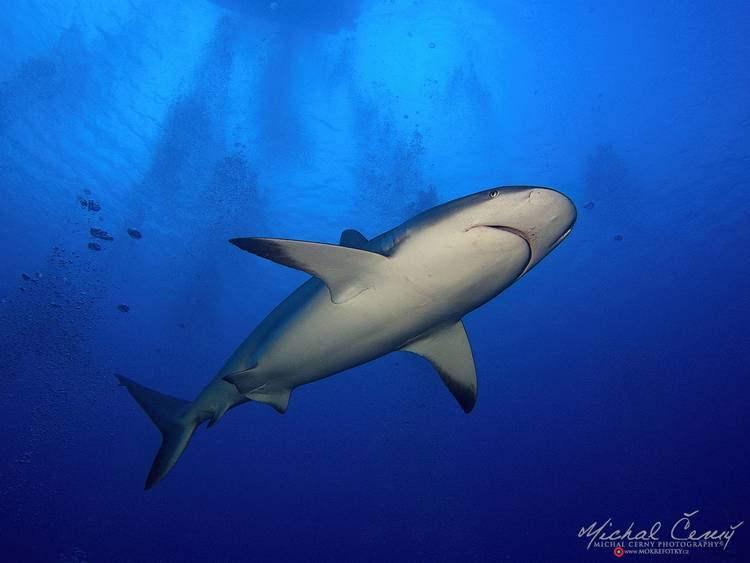 žralok Perezův - Carcharhinus perezi