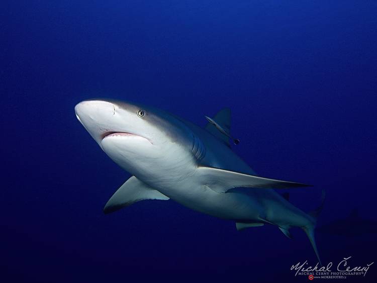 žralok Perezův - Carcharhinus perezi