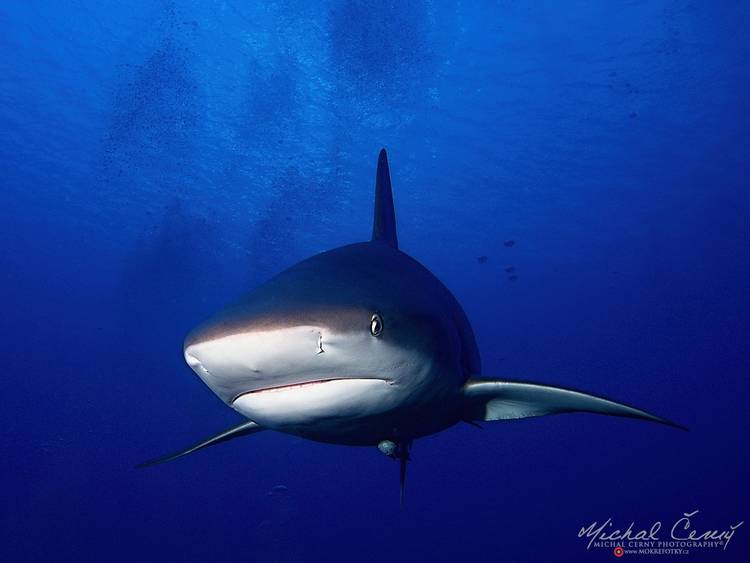 žralok Perezův - Carcharhinus perezi