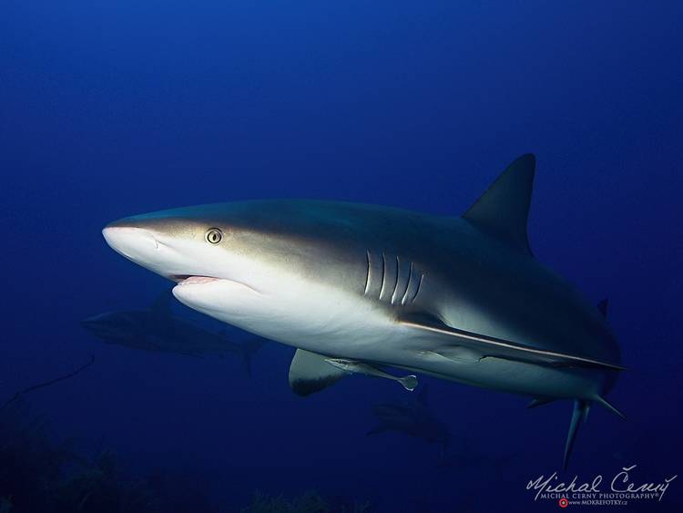 žralok Perezův - Carcharhinus perezi