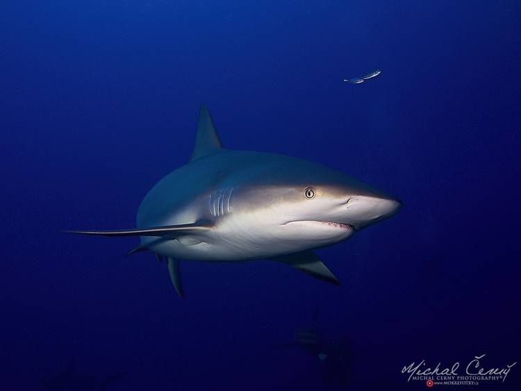 žralok Perezův - Carcharhinus perezi