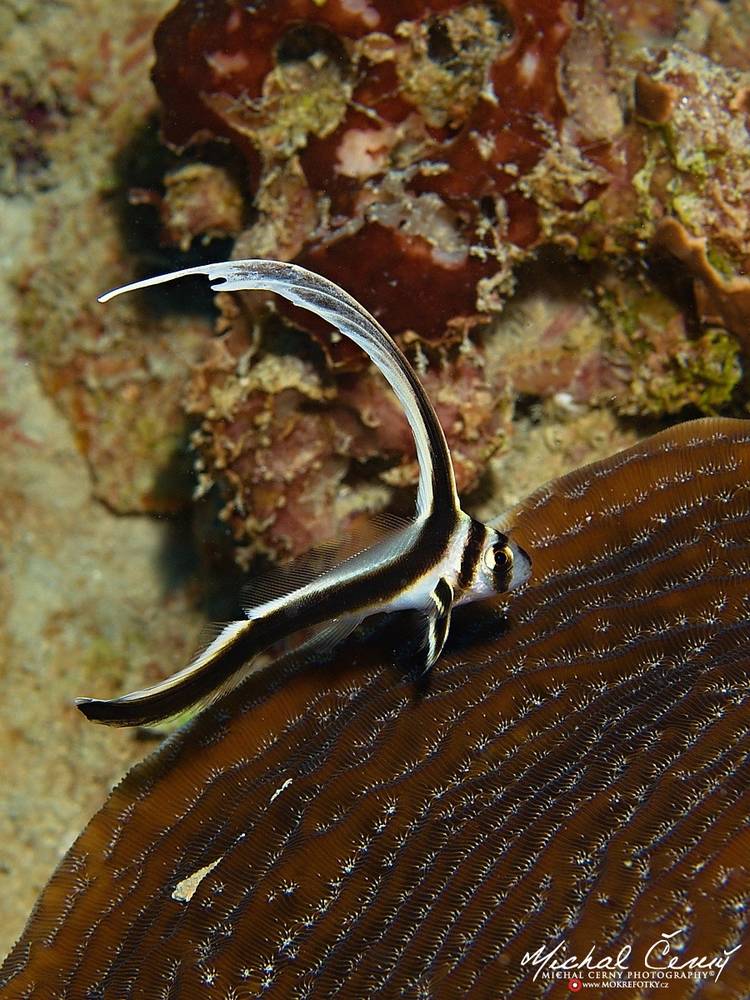 šavlatka tečkovaná - Equetus punctatus