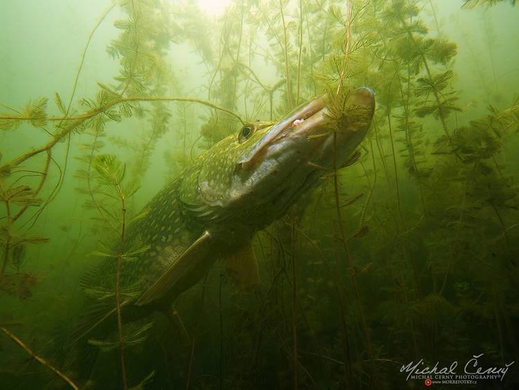 štika obecná - Esox lucius