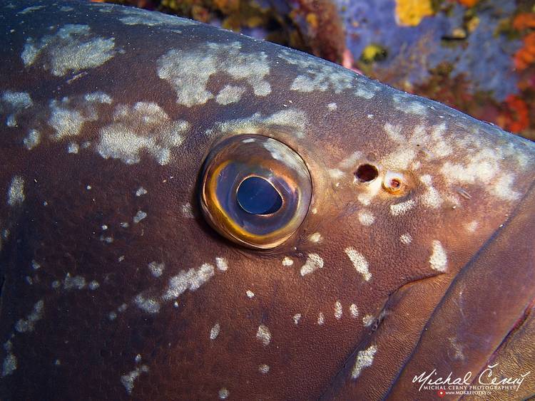 kanic vroubený - Epinephelus marginatus