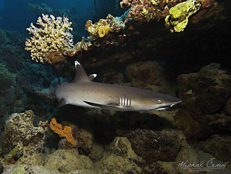 žralok lagunový - Triaenodon obesus