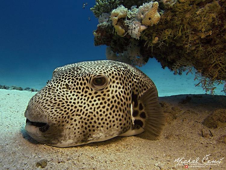 čtverzubec hvězdnatý - Arothron stellatus