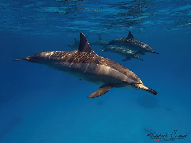 delfín dlouholebý - Stenella longirostris