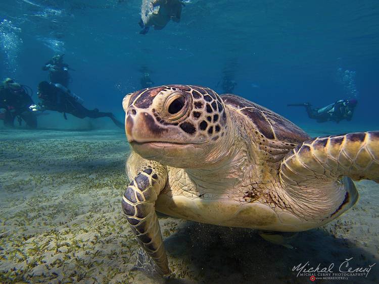 kareta obrovská - Chelonia mydas