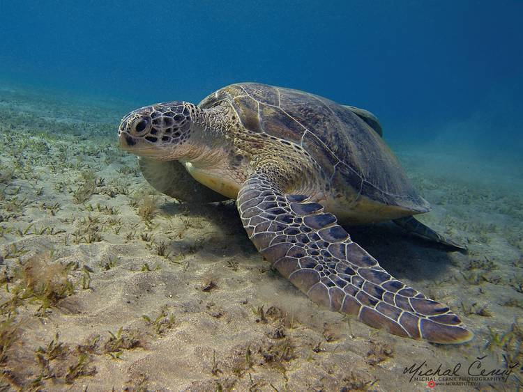 kareta obrovská - Chelonia mydas