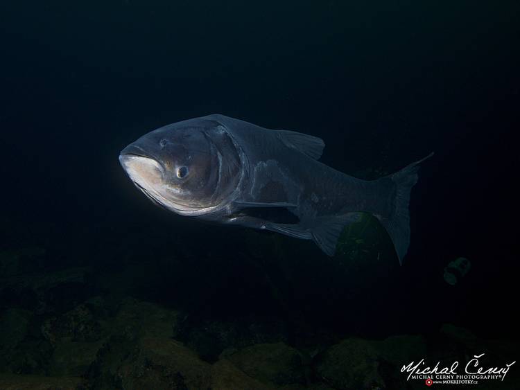 tolstolobik bílý - Hypophthalmichthys molitrix