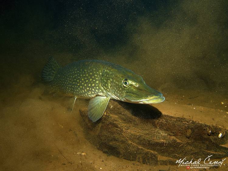 štika obecná - Esox lucius