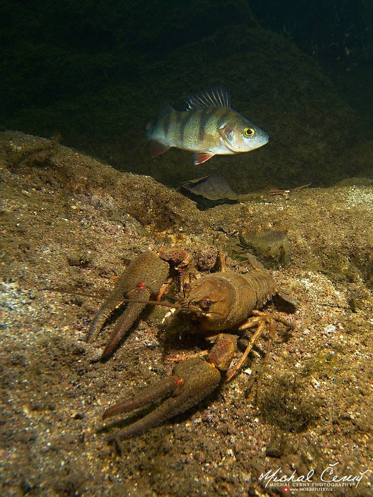 rak říční a okoun říční - Astacus astacus; Perca fluviatilis