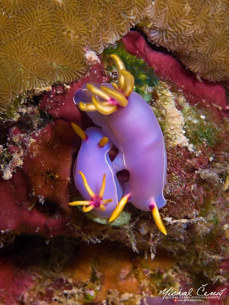 hvězdnatka (nahožábrý plž) - Hypselodoris bullockii