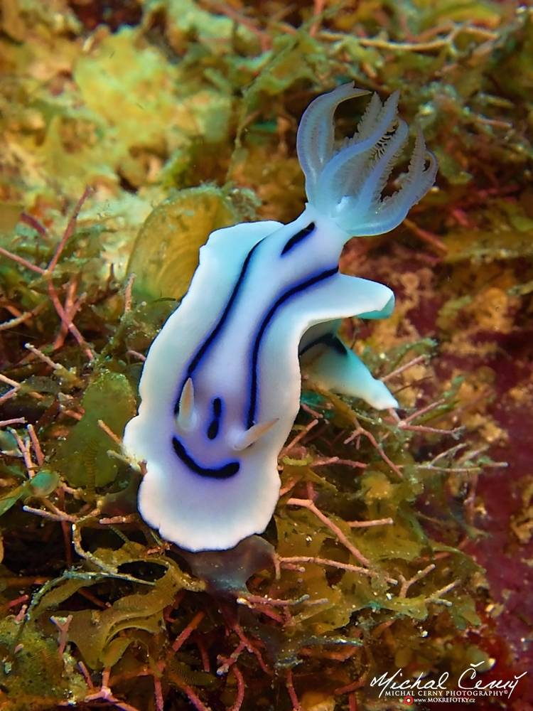 hvězdnatka (nahožábrý plž) - Chromodoris lochi