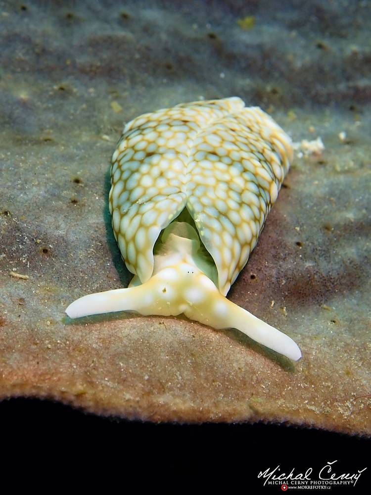 nahožábrý plž  - Plakobranchus ocellatus