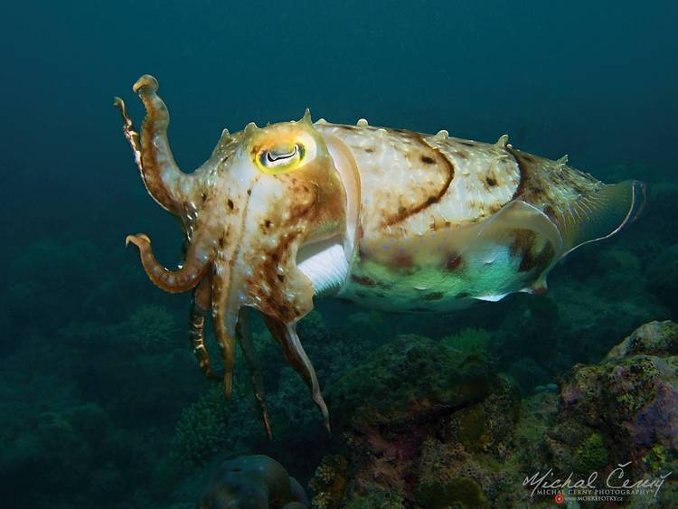 sepie velká - Sepia latimanus