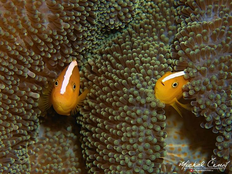 klaun oranžový - Amphiprion sandaracinos