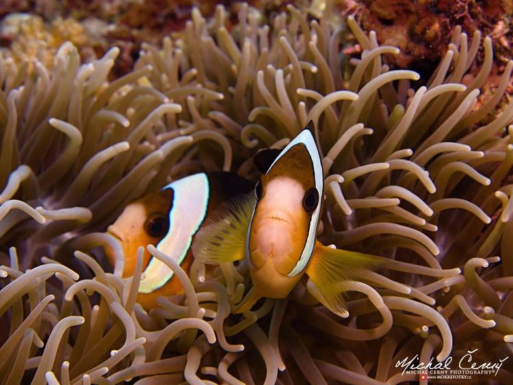 klaun Clarkův - Amphiprion clarkii