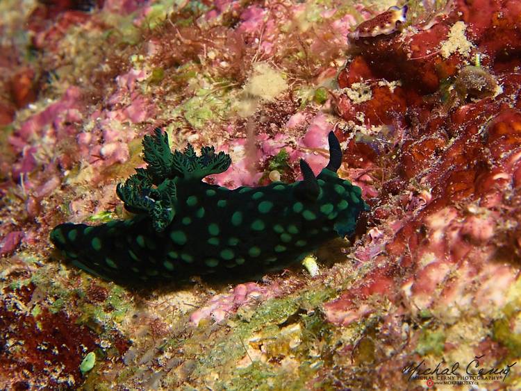 nahožábrý plž  - Nembrotha cristata