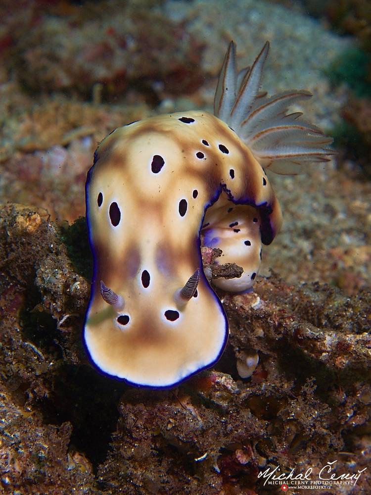 hvězdnatka (nahožábrý plž) - Hypselodoris tryoni