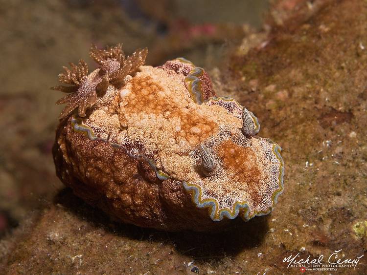 nahožábrý plž  - Glossodoris cincta