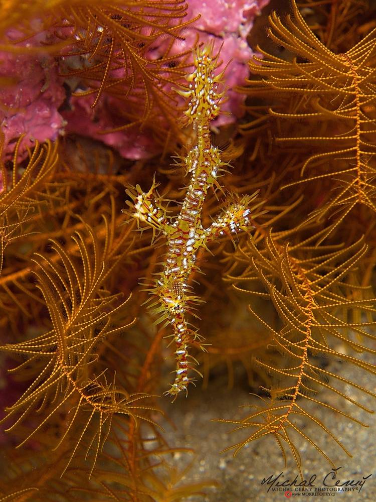 vějířník třásnitý - Solenostomus paradoxus