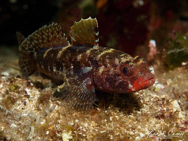 hlaváč krvavý - Gobius cruentatus