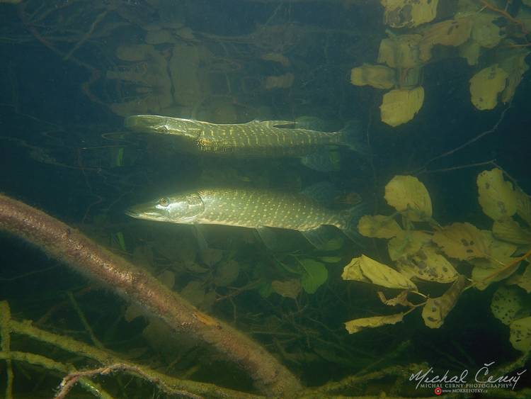 štika obecná - Esox lucius