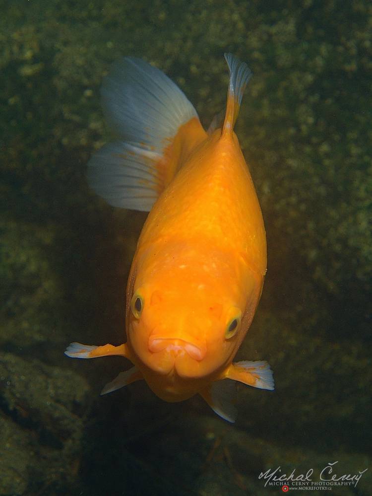 karas stříbřitý (zlatá forma) - Carassius auratus