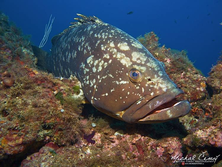 kanic vroubený - Epinephelus marginatus