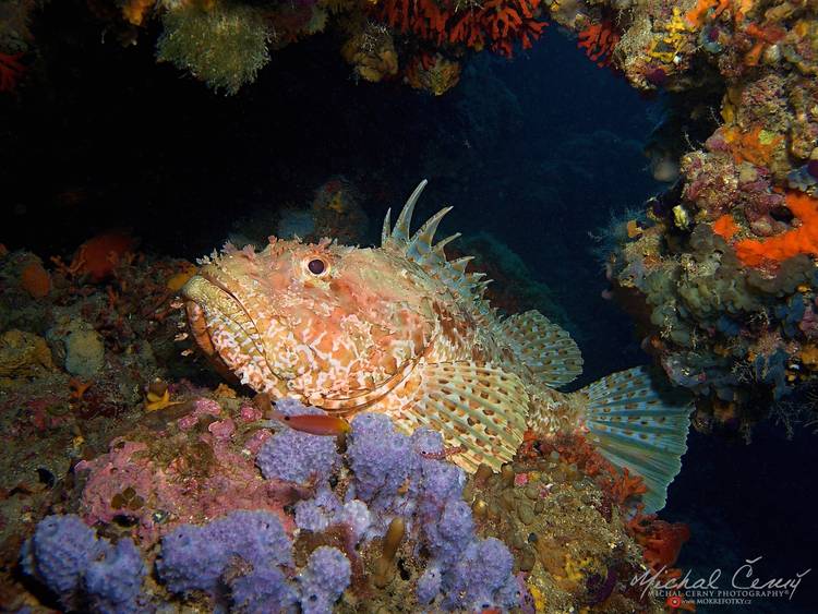 ropušnice obecná - Scorpaena scrofa