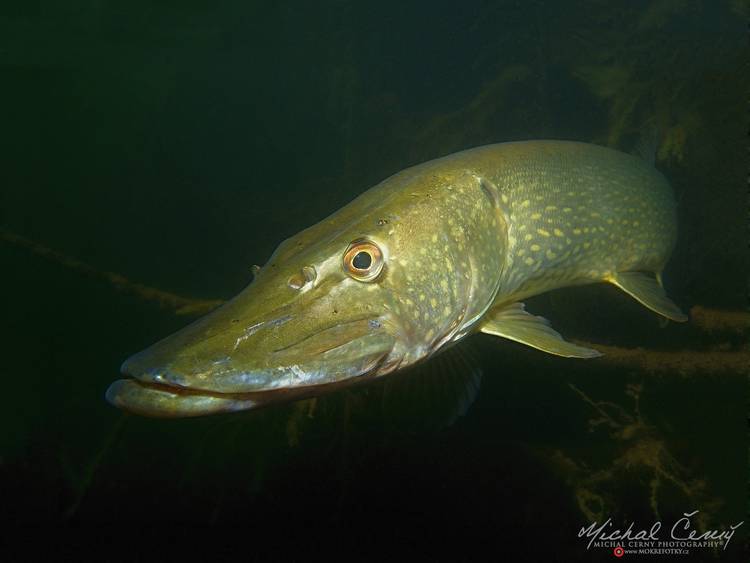 štika obecná - Esox lucius