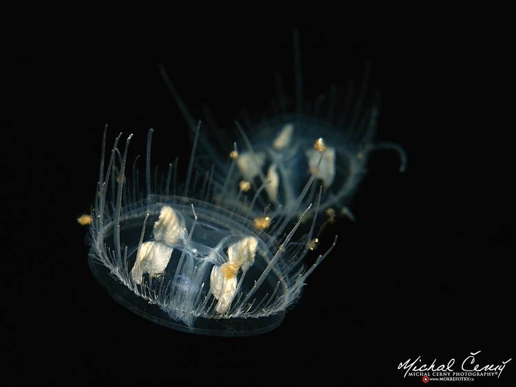 medúzka sladkovodní - Craspedacusta sowerbii