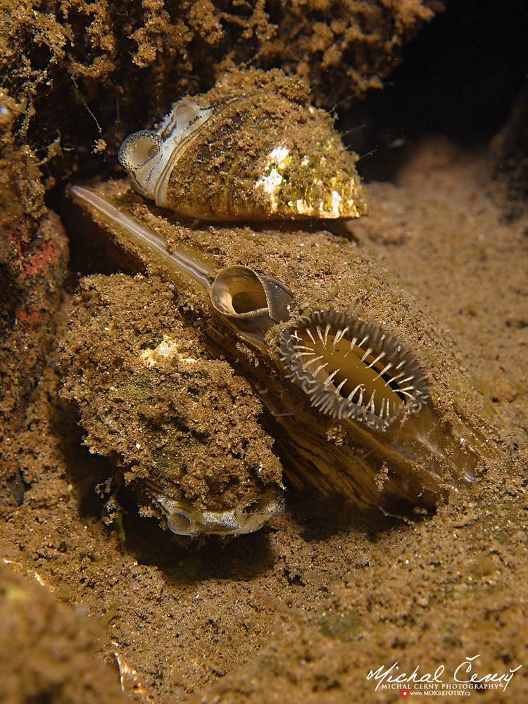 škeble rybničná a slávička mnohotvárná - Anodonta cygnea; Dreissena polymorpha