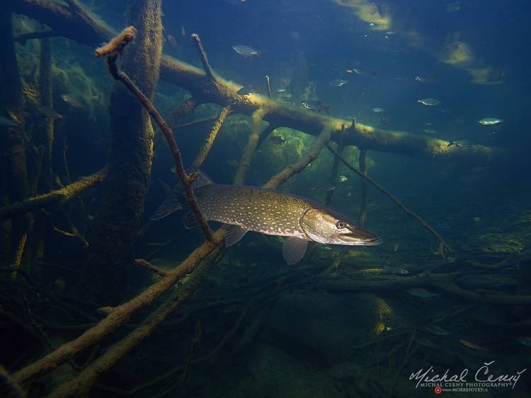 štika obecná - Esox lucius