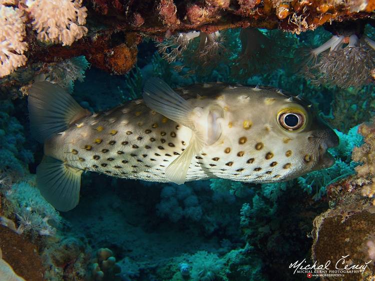 ježík žlutoskvrnný - Cyclichthys spilostylus