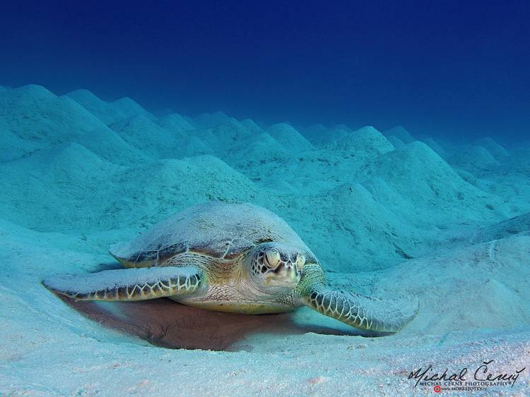 kareta obrovská - Chelonia mydas