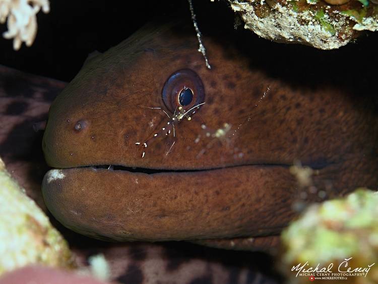 kreveta a muréna jávská - Urocaridella antonbruunii; Gymnothorax javanicus