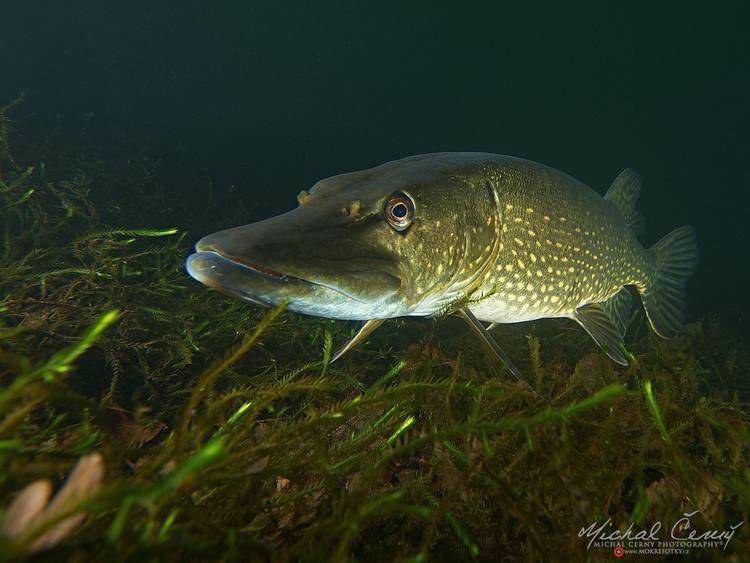 štika obecná - Esox lucius