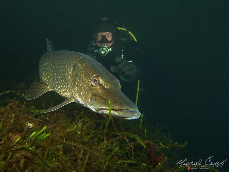 štika obecná - Esox lucius