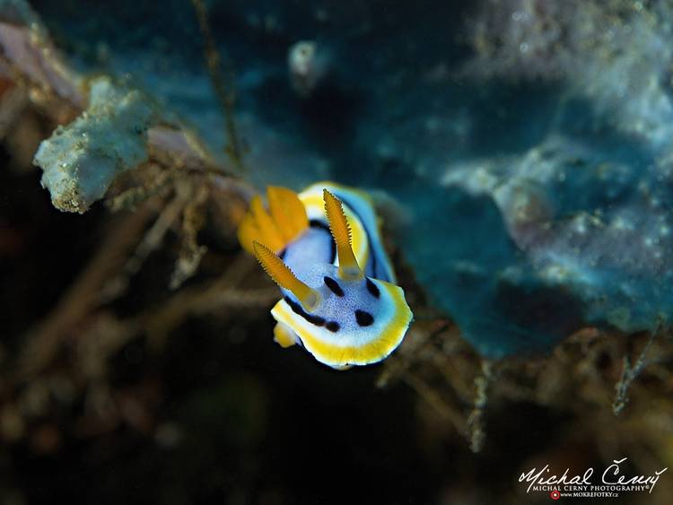 hvězdnatka (nahožábrý plž) - Chromodoris annae