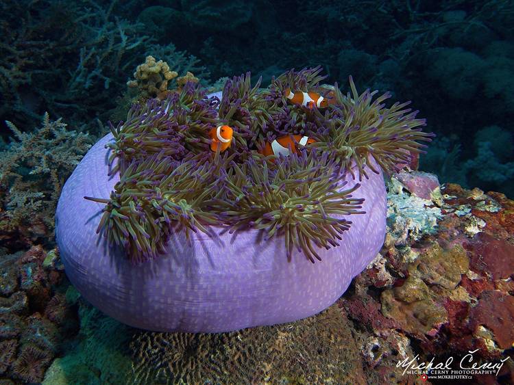 klaun očkatý - Amphiprion ocellaris