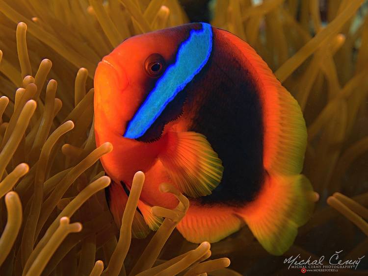 klaun uzdičkatý - Amphiprion frenatus