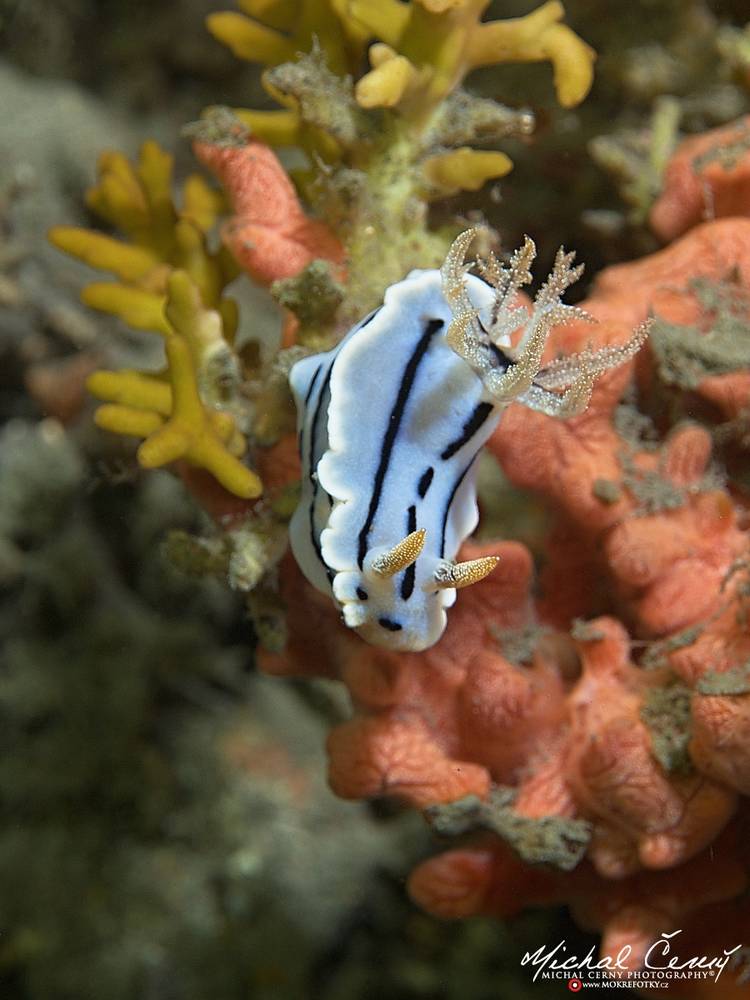 hvězdnatka (nahožábrý plž) - Chromodoris willani