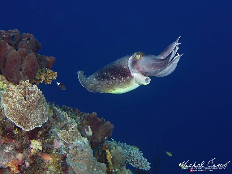 sepie velká - Sepia latimanus