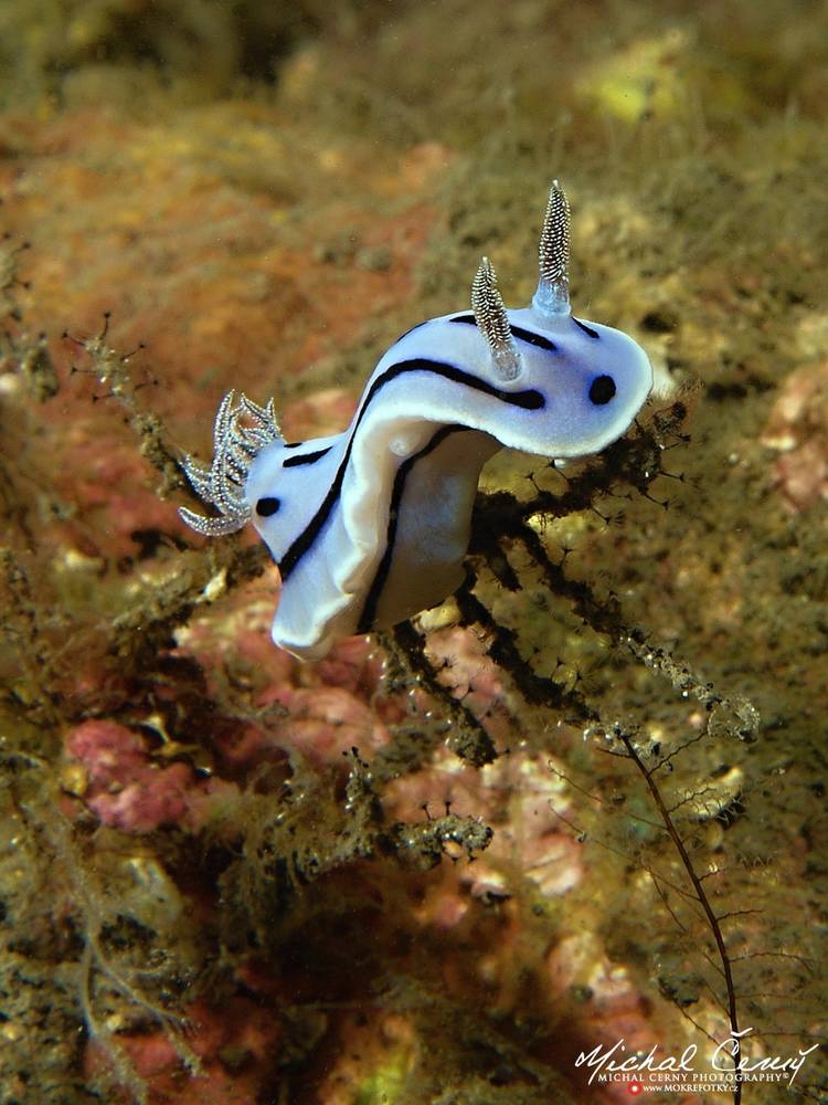 hvězdnatka (nahožábrý plž) - Chromodoris willani